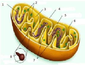 Đề thi học kì 1 môn Sinh học lớp 10 trường THPT Chuyên Trần Đại Nghĩa, TP Hồ Chí Minh năm học 2016 - 2017