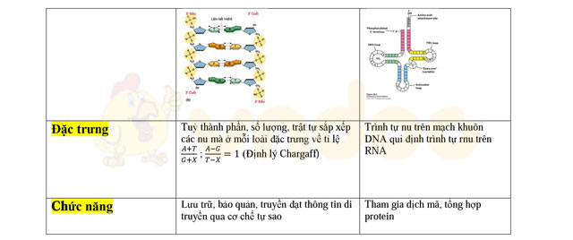 Cơ sở vật chất di truyền cấp độ phân tử