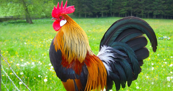 Văn mẫu lớp 2: Viết một đoạn văn tả con gà