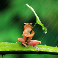 Giáo án lớp cơm nát (19 - 24 tháng): Chú ếch dễ thương