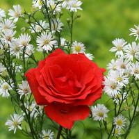 Bài tập nâng cao môn tiếng Anh lớp 8 chương trình thí điểm có đáp án (Unit 1 + 2)