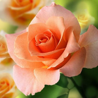 Giải bài tập SBT Test yourself 2 Tiếng Anh lớp 6 chương trình mới