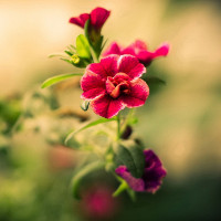 Tổng hợp từ vựng tiếng Anh lớp 6