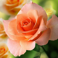 Giải bài tập SBT Test yourself 3 Tiếng Anh lớp 7 chương trình mới