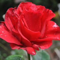 Giải bài tập SBT Test yourself 4 Tiếng Anh lớp 9 chương trình mới