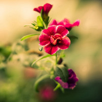 Giải sách bài tập Test yourself 1 Tiếng Anh lớp 8 chương trình mới