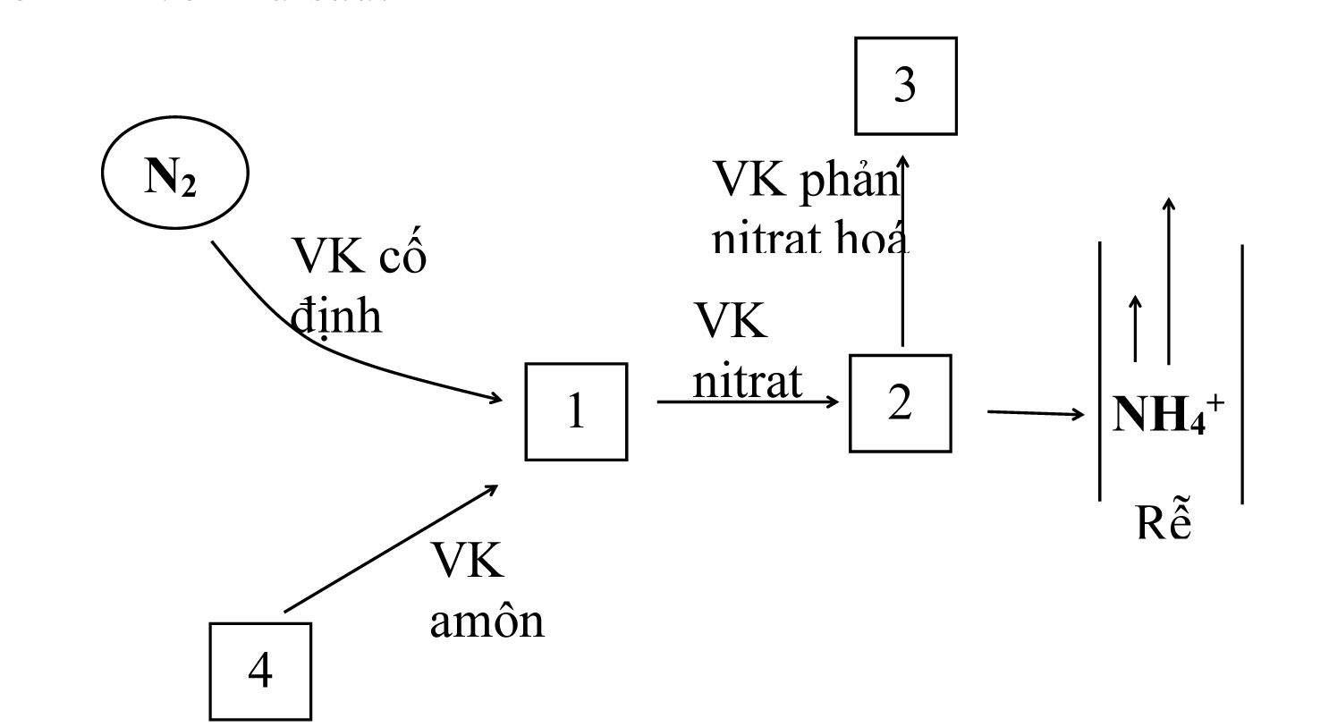 Đề thi học sinh giỏi môn sinh học lớp 11