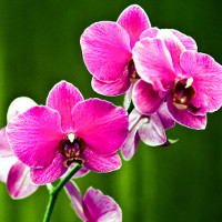 Giải bài tập SBT Tiếng Anh lớp 7 chương trình mới Unit 3: Community Service