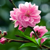 Giải bài tập SBT Tiếng Anh lớp 7 chương trình mới Unit 4: Music and Arts