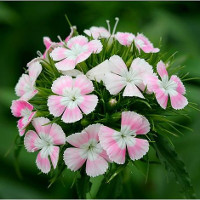 Giải bài tập SBT Tiếng Anh lớp 7 chương trình mới Unit 6: The First University In Vietnam