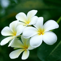 Giải bài tập SBT Tiếng Anh lớp 7 chương trình mới Unit 7: Traffic