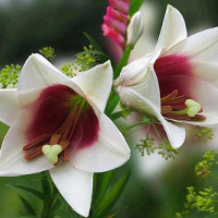 Giải bài tập SBT Tiếng Anh lớp 7 chương trình mới Unit 9: Festival Around The World