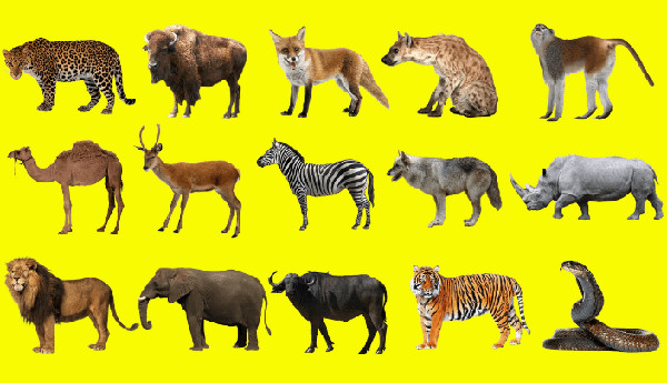 Từ vựng tiếng Anh chủ đề Động vật hoang dã