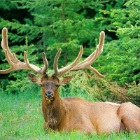 Từ vựng tiếng Anh chủ đề Động vật hoang dã