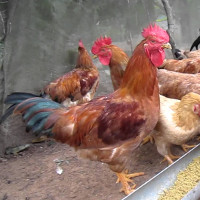 Từ vựng tiếng Anh chủ đề Gia cầm gia súc