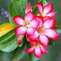 Tả vẻ đẹp của cây hoa sứ