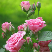 Giải bài tập SBT Tiếng Anh lớp 7 chương trình mới Unit 12: An Overcrowded World