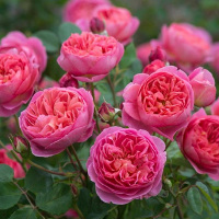 Giải bài tập SBT Tiếng Anh lớp 8 chương trình mới Unit 4: Our customs and traditions