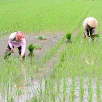 Văn mẫu lớp 5: Tả hình ảnh bác nông dân đang làm việc