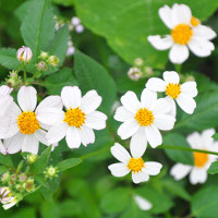 Bài tập Ôn tập tiếng Anh lớp 9