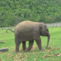 Giáo án lớp lá (5 - 6 tuổi): Chú voi con ở Bản Đôn