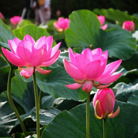 Giáo án lớp lá (5 - 6 tuổi): Hoa hồng và hoa sen