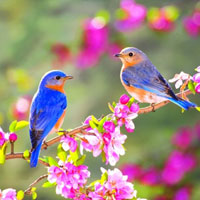 Giáo án lớp lá (5 - 6 tuổi): Mùa xuân