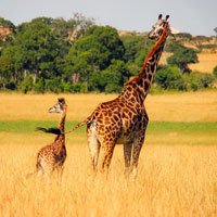 Giáo án lớp lá (5 - 6 tuổi): Từ trái nghĩa