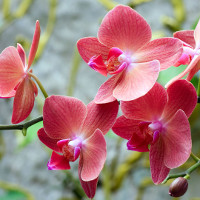 Giải bài tập SBT Tiếng Anh lớp 8 chương trình mới Unit 7: Pollution