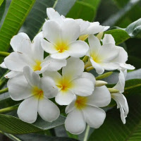 Giải bài tập SBT Tiếng Anh lớp 8 chương trình mới Unit 9: Natural disasters