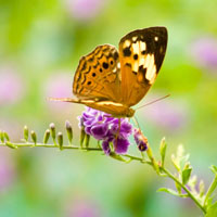 Giáo án lớp lá (5 - 6 tuổi): Chú bướm dễ thương