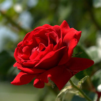 Bài tập ôn tập tiếng Anh lớp 6