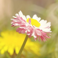 Đề kiểm tra học kì 2 môn tiếng Anh lớp 6 trường THCS Lý Thường Kiệt, An Giang có đáp án