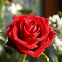 Đề ôn tập học kì 2 môn tiếng Anh lớp 6