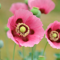 Đề thi khảo sát chất lượng đầu năm môn tiếng Anh lớp 10 chương trình cơ bản năm học 2016-2017