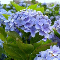 Bài kiểm tra năng lực đầu năm môn tiếng Anh lớp 10 (Bài số 2)