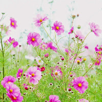 Bài kiểm tra năng lực đầu năm môn tiếng Anh lớp 10 (Bài số 4)