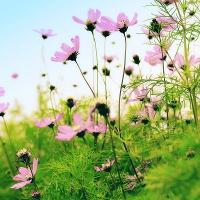 Đề KSCL đầu năm môn Tiếng Anh lớp 9 THPT Lê Quý Đôn năm học 2017 - 2018