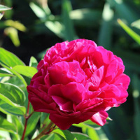 Đề KSCL đầu năm môn Tiếng Anh lớp 9 THPT Lê Quý Đôn năm học 2017 - 2018 (Mã đề 209)