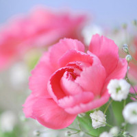 Bài tập viết lại câu tiếng Anh lớp 6