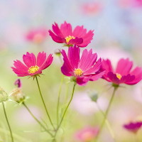 Phân phối chương trình dạy và học môn tiếng Anh lớp 5 chương trình mới