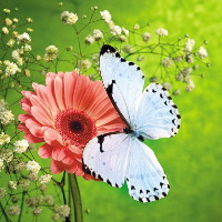 Bài tập Phát âm và Trọng âm tiếng Anh có đáp án