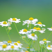 Giải bài tập SBT Tiếng Anh lớp 9 chương trình mới Unit 2: City life