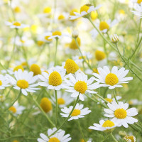 Giải bài tập SBT Tiếng Anh lớp 9 chương trình mới Unit 3: Teen stress and pressure