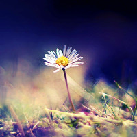 Giải bài tập SBT Tiếng Anh lớp 9 chương trình mới Unit 11: Changing Roles In Society