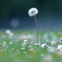 Giải bài tập SBT Tiếng Anh lớp 9 chương trình mới Unit 6: Viet Nam: Then and Now