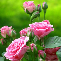 Giải bài tập SBT Tiếng Anh lớp 10 chương trình mới Unit 4: For a better community