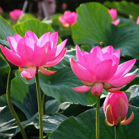 Giải bài tập SBT Tiếng Anh lớp 10 chương trình mới Unit 7: Cultural diversity