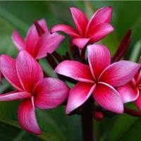 Giải bài tập SBT Tiếng Anh lớp 10 chương trình mới Unit 8: New ways to learn