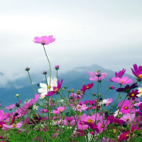 Giải bài tập SBT Tiếng Anh lớp 11 chương trình mới Unit 2: Relationships